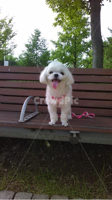 산책,강아지,평화로운,공원,동물,동물,animal,포유류,mammal,개,강아지,dog,doggy