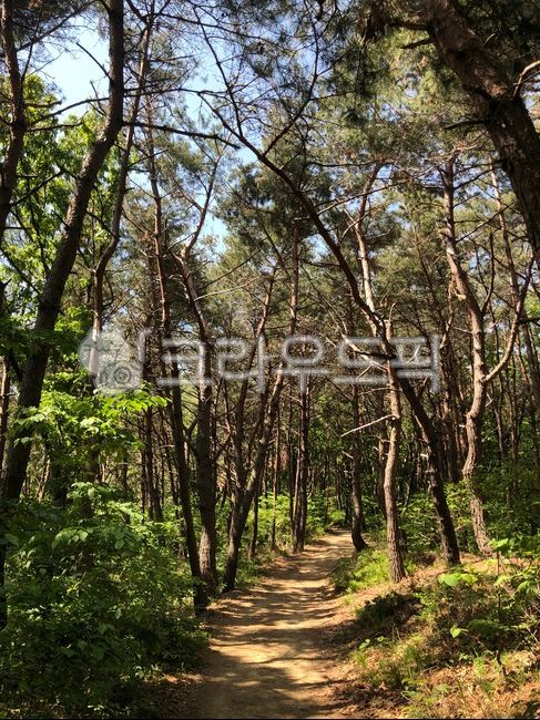 나무, 식물, tree, 등산로, 산길, 사진,이미지,일러스트,캘리그라피 - 신호랑작가