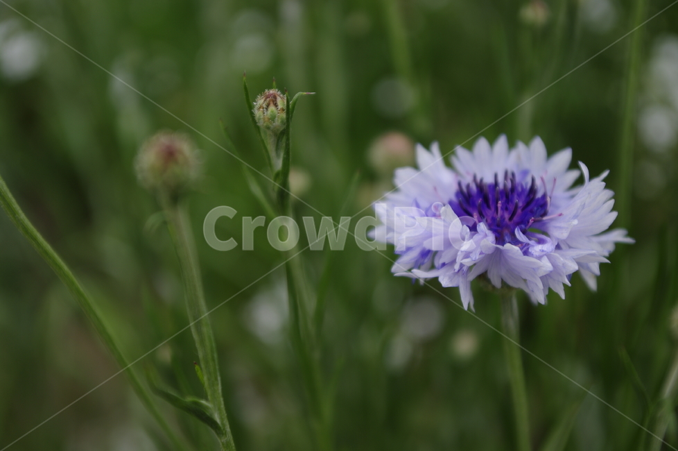 꽃,flower,식물,plant,자연,nature