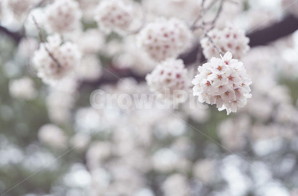 벚꽃,꽃,플라워,봄,봄꽃,flower,흰색,화이트,느낌,감성,접사,계절,나무,식물,생명,생물,봄,계절,spring,season,식물,자연,plants,nature,꽃,flower,plant,blossom