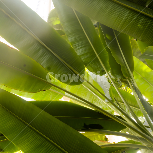 plant,식물,leaf,잎,green,초록,그린,배경