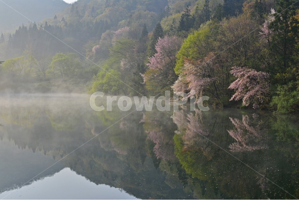 전남,화순,세량지,세량제,저수지,벚꽃,산벚꽃,봄,계절,반영,물안개,여명,아침,nature,자연,outdoors,옥외,water,물,plant,식물,fir,전나무,tree,나무,weather,날씨,경치,경관,풍경