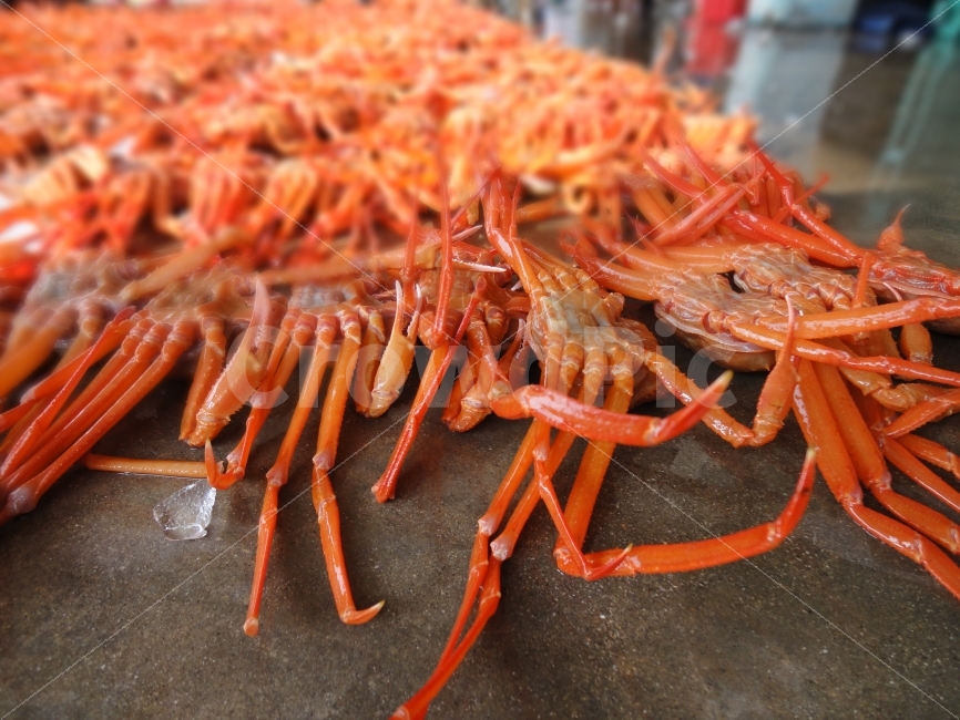 홍게,대게,게,열정,느낌사진,음식,식재료,요리,food,cook,meal,dishes,food reserves,수산물,해산물,fishery products,seafood