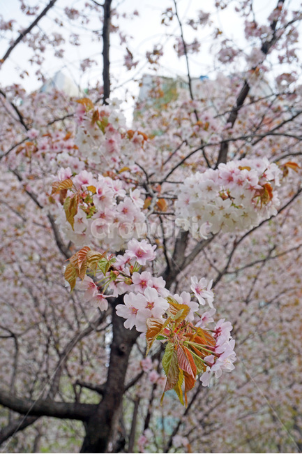 봄,벚꽃,벚나무,감성사진,흰벚꽃,아웃포커싱,흰색,하늘,벚꽃나무,spring,cherryblossom,풍경,배경,자연,나무,꽃,봄꽃,봄풍경,white,tree,pink,sakura,봄,계절,spring,season,식물,자연,plants,nature,꽃,flower,plant