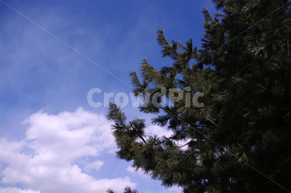하늘,구름,나무,솔잎,잣나무,자연,풍경,nature,landscape,tree,plant,식물,fir,전나무