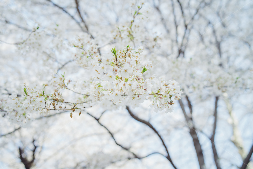 벚꽃,봄,꽃,풍경사진,감성사진,감성,휴식,힐링,cherryblossom,spring,landscape,flower,emotion,emotional,봄,계절,spring,season,식물,자연,plants,nature,꽃,flower,휴식,힐링,rest,relaxation,healing,plant,cherry blossom,blossom