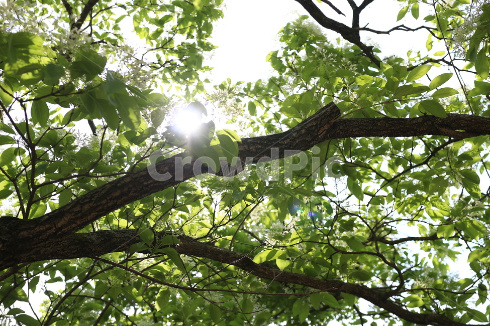 나무,자연,녹음,나뭇잎,풍경,봄,빛,tree,green,여름,식물,자연,plants,nature,나무,trees,wood,휴식,힐링,rest,relaxation,healing