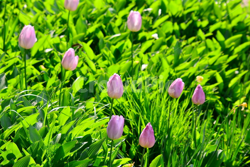 서울숲,튤립,봄꽃,tulip,봄이미지,봄날,spring,튤립축제,구근식물,flowers,식물,아름다운,공원,꽃축제,배경,바탕,beautiful,예쁜,화려한,가든,화단,정원,garden,봄,계절,spring,season,식물,자연,plants,nature,꽃,flower,plant,blossom,crocus,크로커스