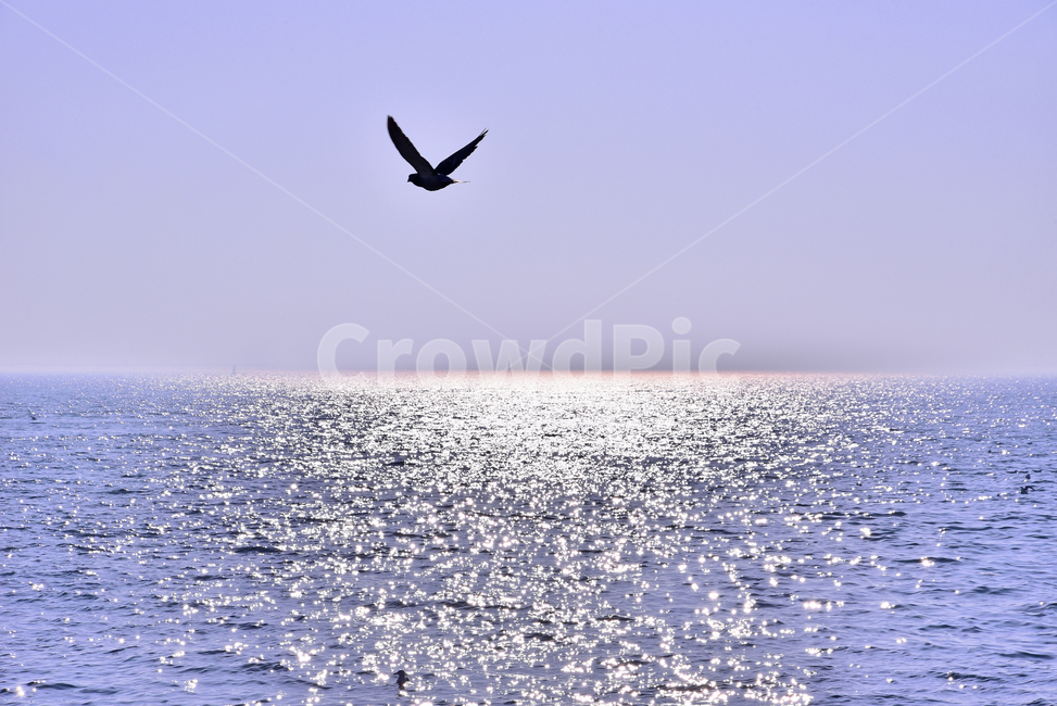 바다,갈매기,빛,보케,빛망울,반사,플레어,동물,조류,버드,새,애니멀,날다,flying,나는,animal,bird,야외,옥외,아웃도어,배경,바탕,백그라운드,날개,자연,풍경,nature,landscape