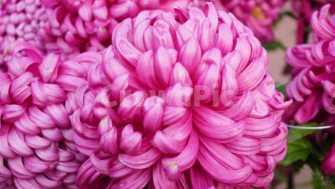 flower,dahlia,달리아,blossom,꽃,plant,식물,petal,꽃잎,식물,자연,plants,nature,꽃,flower