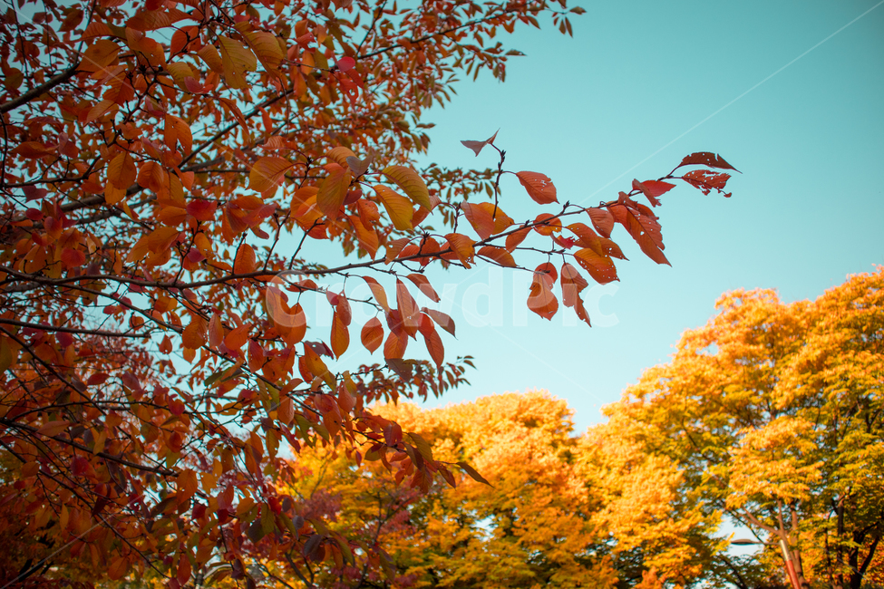가을,단풍,은행잎,은행,은행나무,가을공원,공원,공원풍경,자연,nature,풍경,도심풍경,autumn,fall,landscape,보라매공원,한국공원,한국공원풍경,korea,가로수,가을,계절,fall,autumn,season,자연,풍경,nature,landscape,plant,식물,leaf,잎,tree,나무,maple