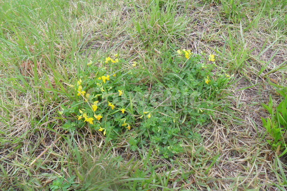 들꽃,식물,flower,봄,노랑,spring,산,식물,자연,plants,nature,꽃,flower