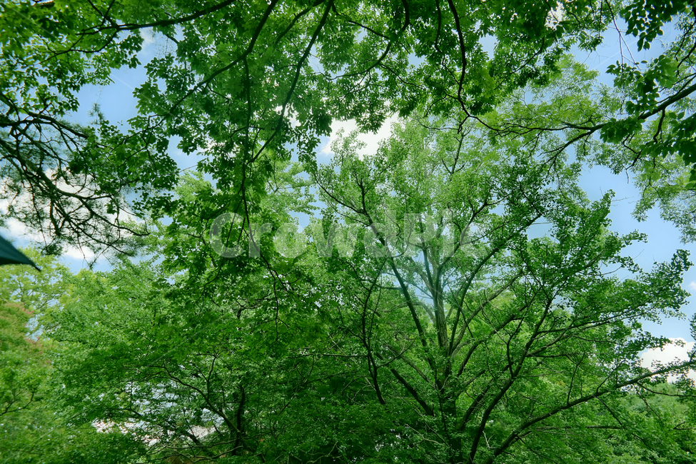 자연,하늘,풍경,여름,계절,구름,따뜻함,초록,싱그러움,summer,sky,natural,cloud,여름,계절,summer,season,자연,풍경,nature,landscape,tree,나무,plant,식물,vegetation,초목,forest,숲,woodland,삼림지,outdoors,옥외,land,땅,grove,작은 숲
