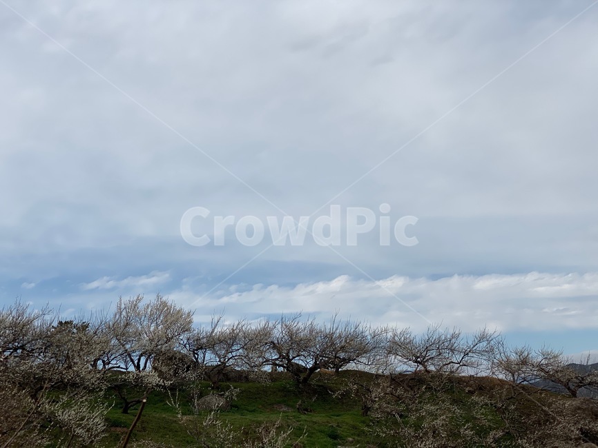 구례,매화나무,nature,plant,sky,지평선,야외풍경,풍광