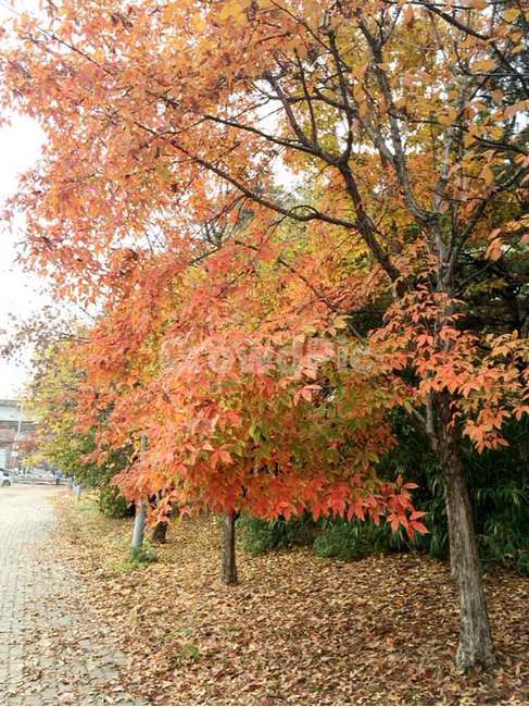 가을,낙옆,단풍,나무,자연,가을,계절,fall,autumn,season,tree,plant,식물,leaf,잎,maple