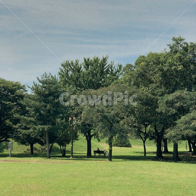 공원,나무,잔디,공원벤치,공원자전거,자연,풍경,nature,landscape,plant,식물,grass,park,outdoors,옥외,lawn