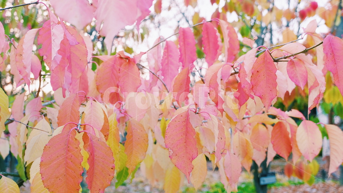 가을,나무,나뭇잎,색감,자연,풍경,식물,자연,plants,nature