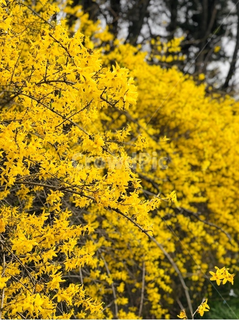 개나리,개나리꽃,꽃,봄꽃,koreanforsythia,노란꽃,flower,꽃밭,봄,spring,봄,계절,spring,season,식물,자연,plants,nature,꽃,flower,plant
