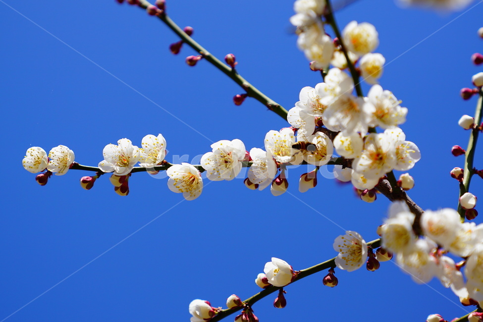 매화,봄,꽃,풍경,식물,봄,계절,spring,season,식물,자연,plants,nature,꽃,flower,plant,blossom
