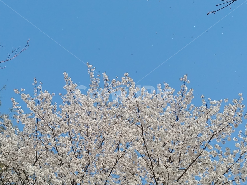 벚꽃,벚꽃사진,봄,하늘,파란하늘,벚꽃나무,봄,계절,spring,season,식물,자연,plants,nature,꽃,flower,plant