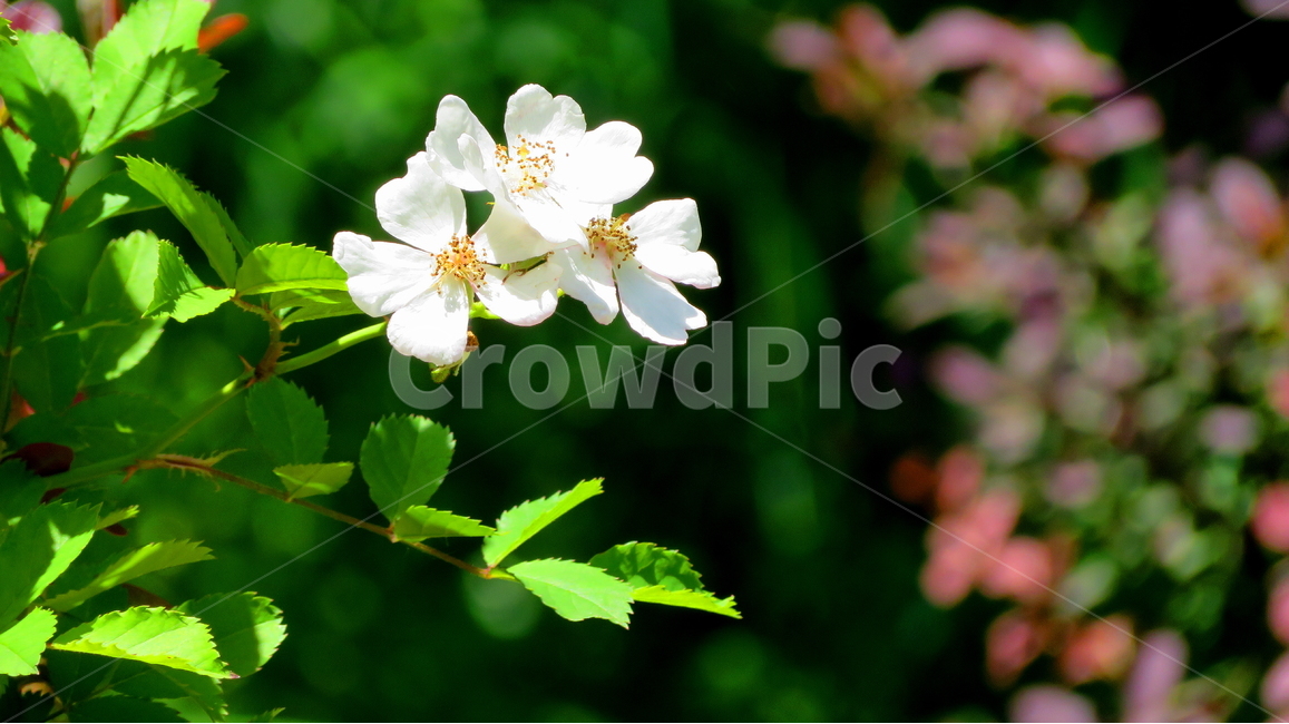 꽃,식물,자연,찔레꽃,들꽃,야생화,식물,자연,plants,nature,꽃,flower