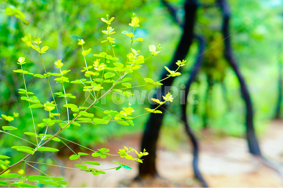 산,나뭇잎,봄,연두,산책,풍경,식물,자연,plants,nature