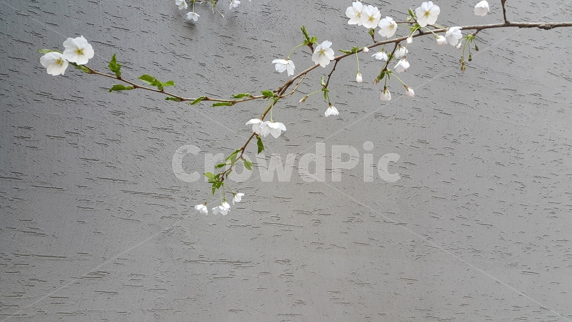 벚꽃,벚꽃나무,봄꽃,나무,식물,봄,계절,spring,season,자연,풍경,nature,landscape,식물,plants,꽃,flower,blossom,petal,꽃잎,plant