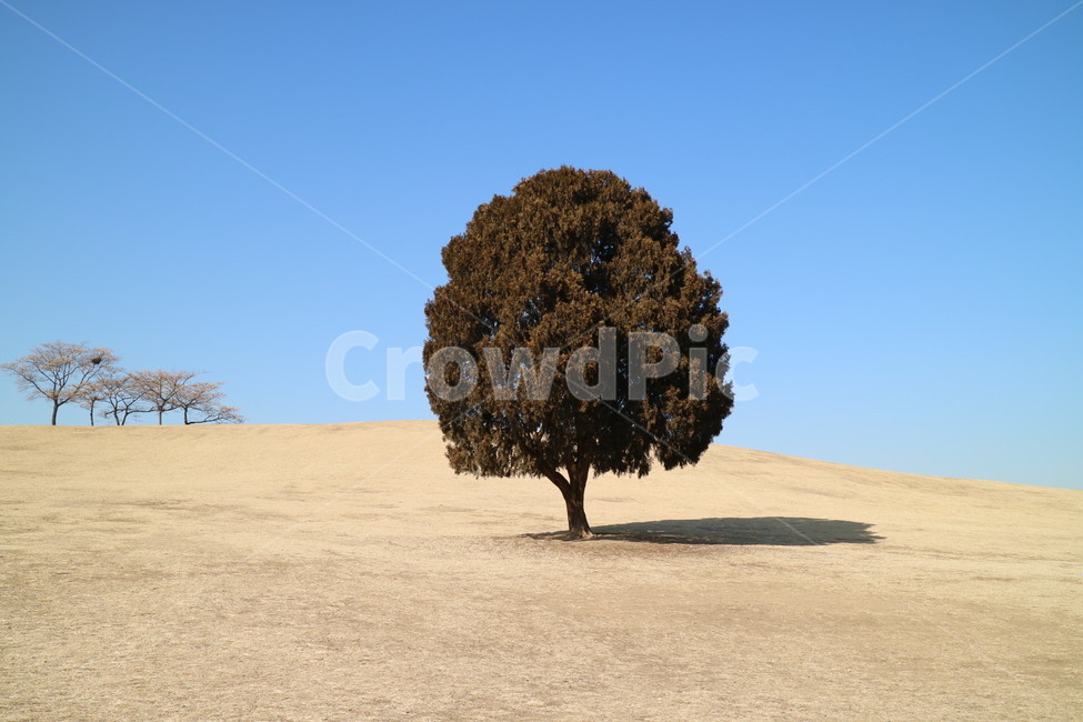 나무,식물,흙,자연,풍경,나홀로,나홀로나무,plant,lonely,tree,그림자,shadow,landscape,nature,sky,blue,green,식물,자연,plants,nature,나무,trees,wood