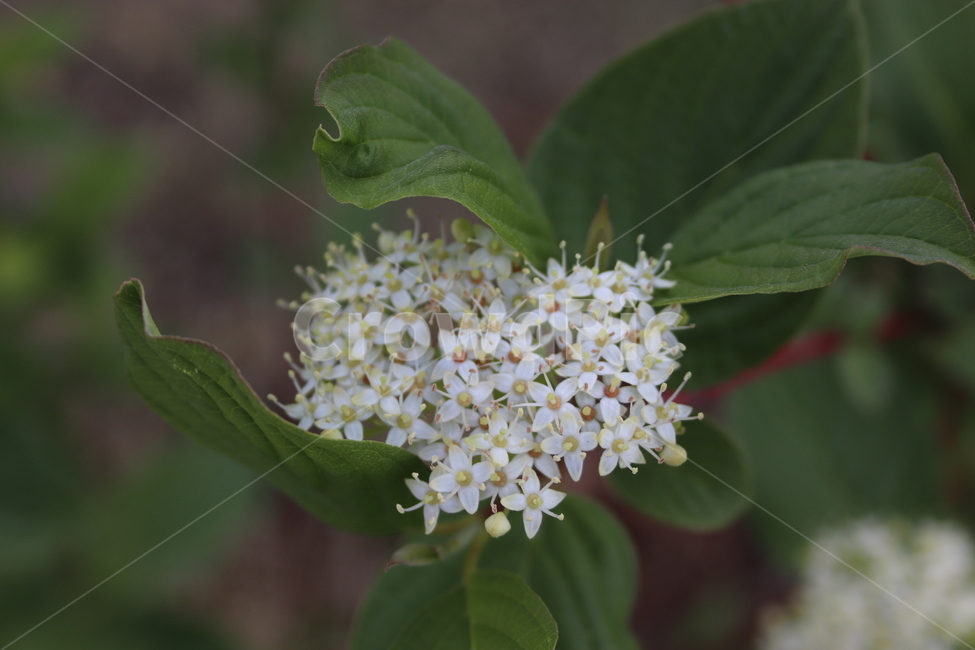 꽃,봄꽃,작은꽃,애기꽃,싱그러움,식물,자연,plants,nature,꽃,flower