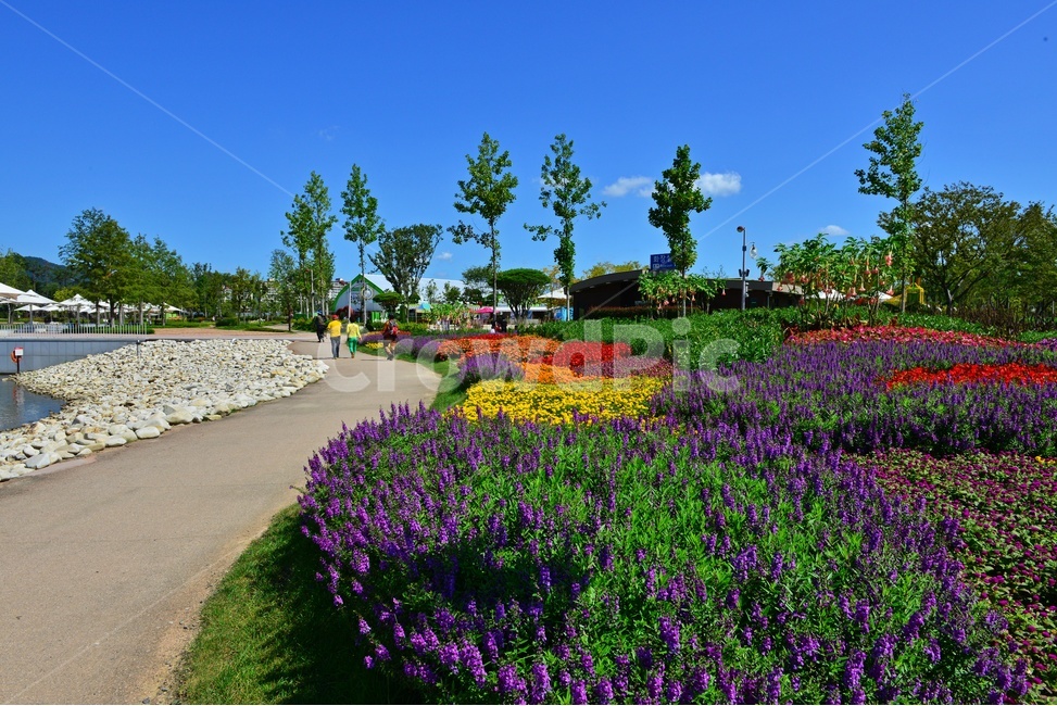 자연,nature,outdoors,옥외,plant,식물,grass,field,들,lawn,잔디,순천,정원박람회,순천정원박람회,순천만,하늘,구름