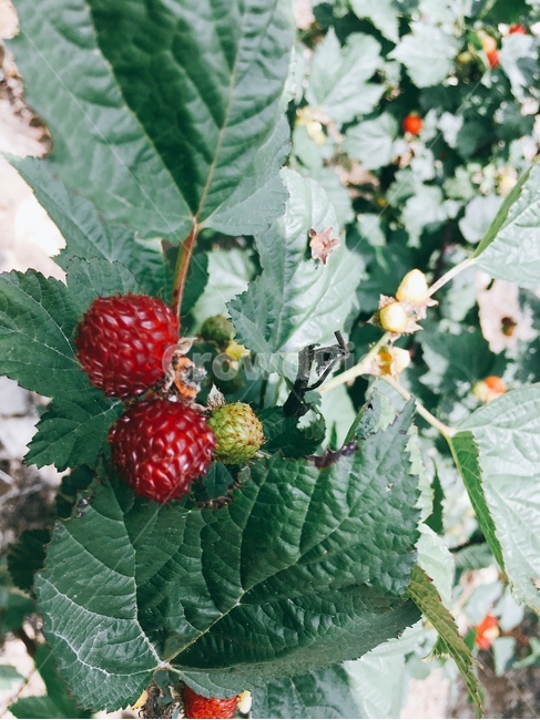 산딸기,식물,과일,잎,음식,빨간,야생의,야생,wild,leaf,red,sunshine,햇살,달콤한,맛있는,plant,fruit,wildfriuts