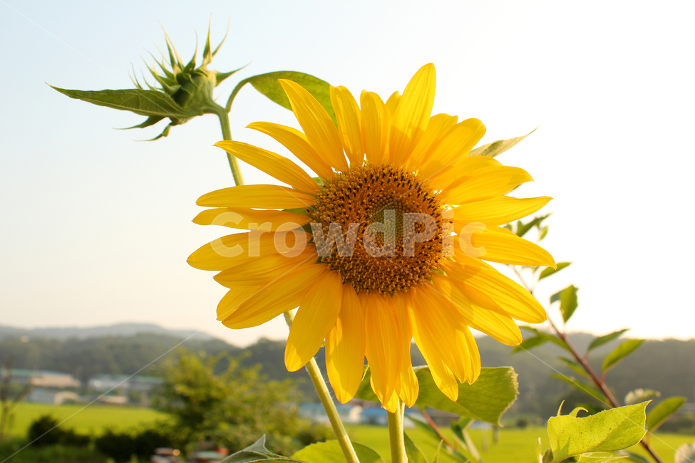 해바라기,해바라기꽃,꽃,노랑,노란색,하늘,자연,잎,식물,여름,blue,bright,field,flower,garden,green,landscape,leaf,natural,nobody,outdoor,plant,sky,summer,sun,sunflower,yellow,오후,한국,식물,자연,plants,nature,꽃,flower