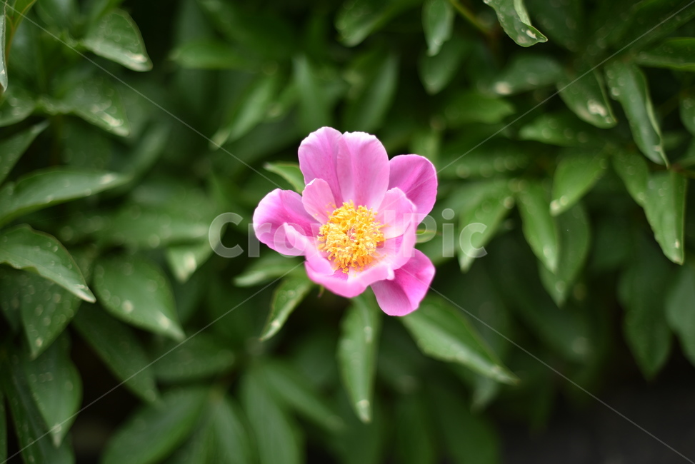 flower,꽃,식물,정물,야생화,식물,자연,plants,nature,꽃,flower