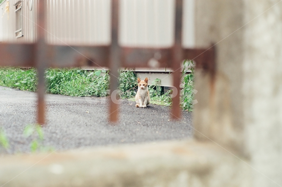 귀여움,야옹,반려동물,cats,mammals,animals,cute,meow,pets,mammal,포유류,cat,고양이,pet,abyssinian,동물,animal,아비시니안,manx,동물,animal,포유류,mammal,고양이,cat,kitten,kitty