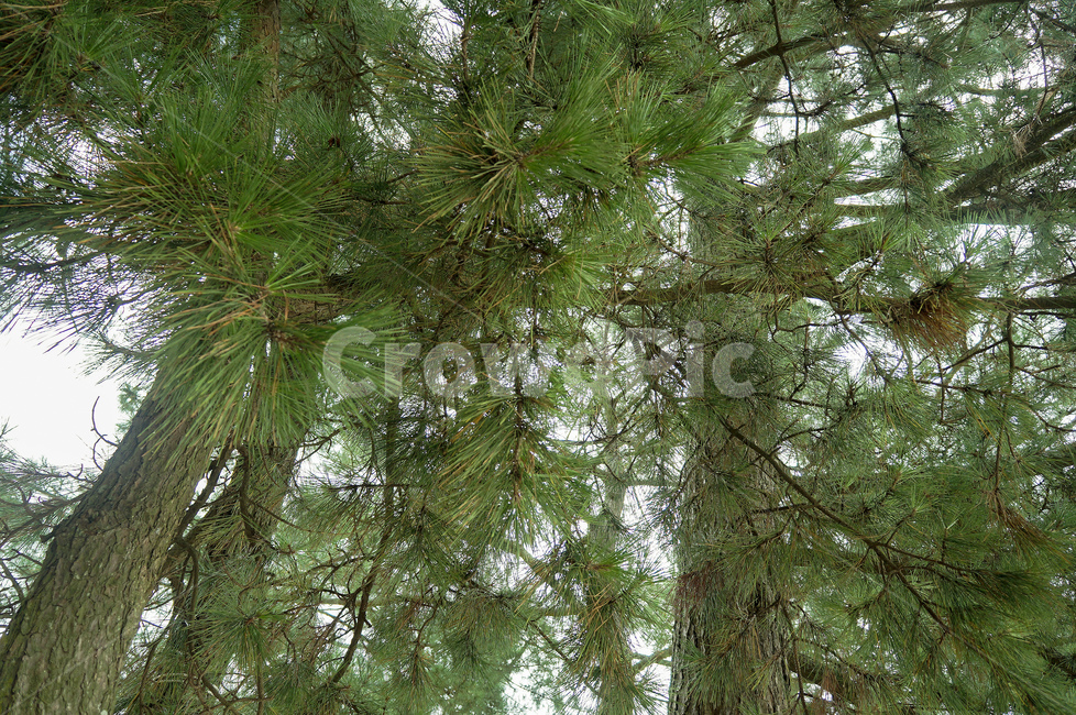 소나무,나무,자연,솔,pine,plant,식물,tree,pinetree