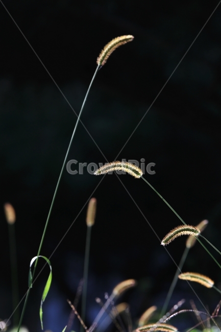 강아지풀식물,가을,감성사진,꽃,자연,가을,계절,fall,autumn,season,식물,자연,plants,nature,grass,잔디,plant