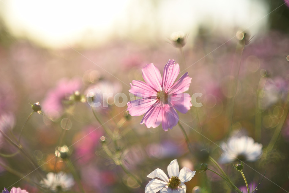 코스모스,꽃,식물,flower,가을꽃,자연,풍경,가을,계절,fall,autumn,season,식물,자연,plants,nature,꽃,flower,plant,daisy,데이지,blossom,daisies