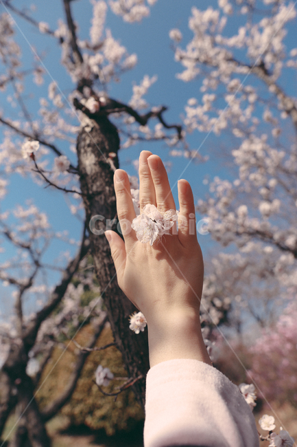 감성,봄,여자,벚꽃,꽃놀이,핑크,손,봄,계절,spring,season,꽃,flower,사람,인물,인간,human,person,신체일부,몸,body,plant,식물