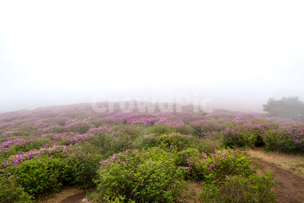 황매산,철죽,꽃,봄,산,합천군,풍경,봄,계절,spring,season,자연,풍경,nature,landscape,weather,날씨,outdoors,옥외