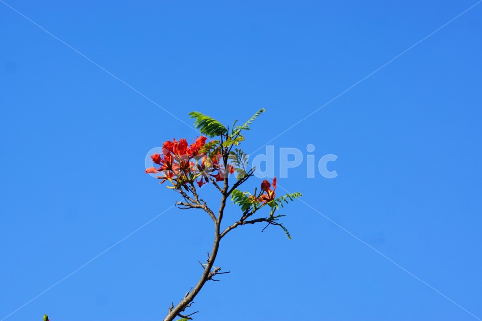 꽃,나무,자연,식물,하늘,파란하늘,flower,sky,nature,크리스마스트리나무,크리스마스트리꽃,외국꽃,열대나무,붉은꽃,redcolor,green,초록,외국자연풍경,식물,자연,plants,nature,꽃,flower