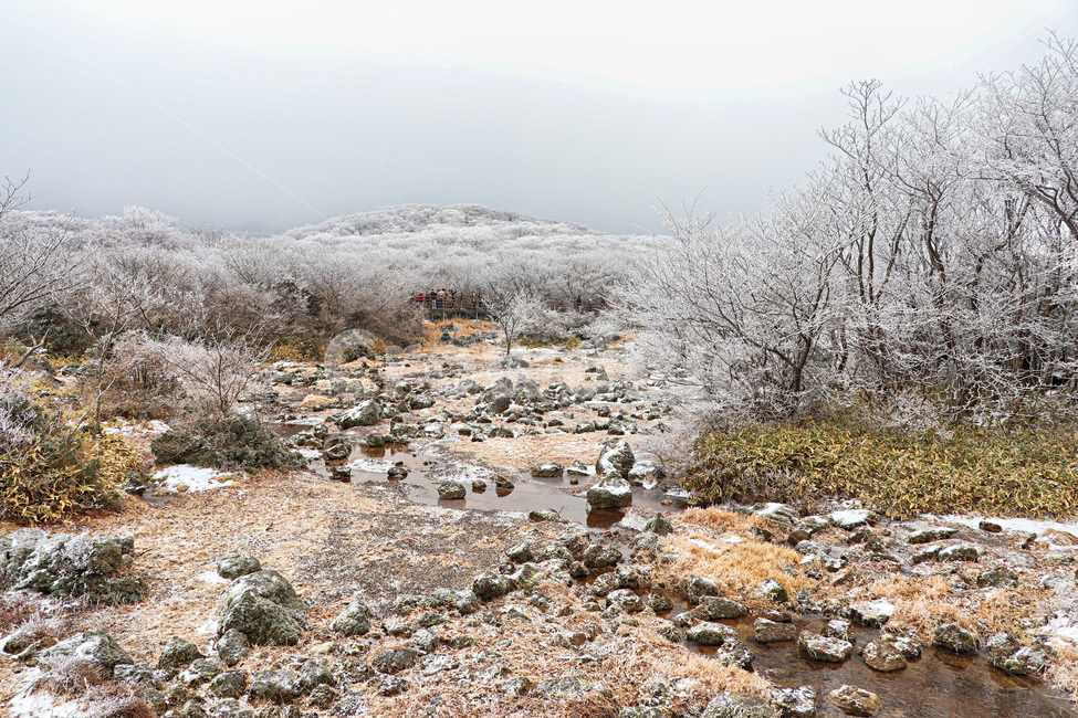 제주도,한라산,1100고지,한라산1100고지,설경,눈꽃,습지,겨울,겨울풍경,눈,snow,자연,옥외,nature,outdoors