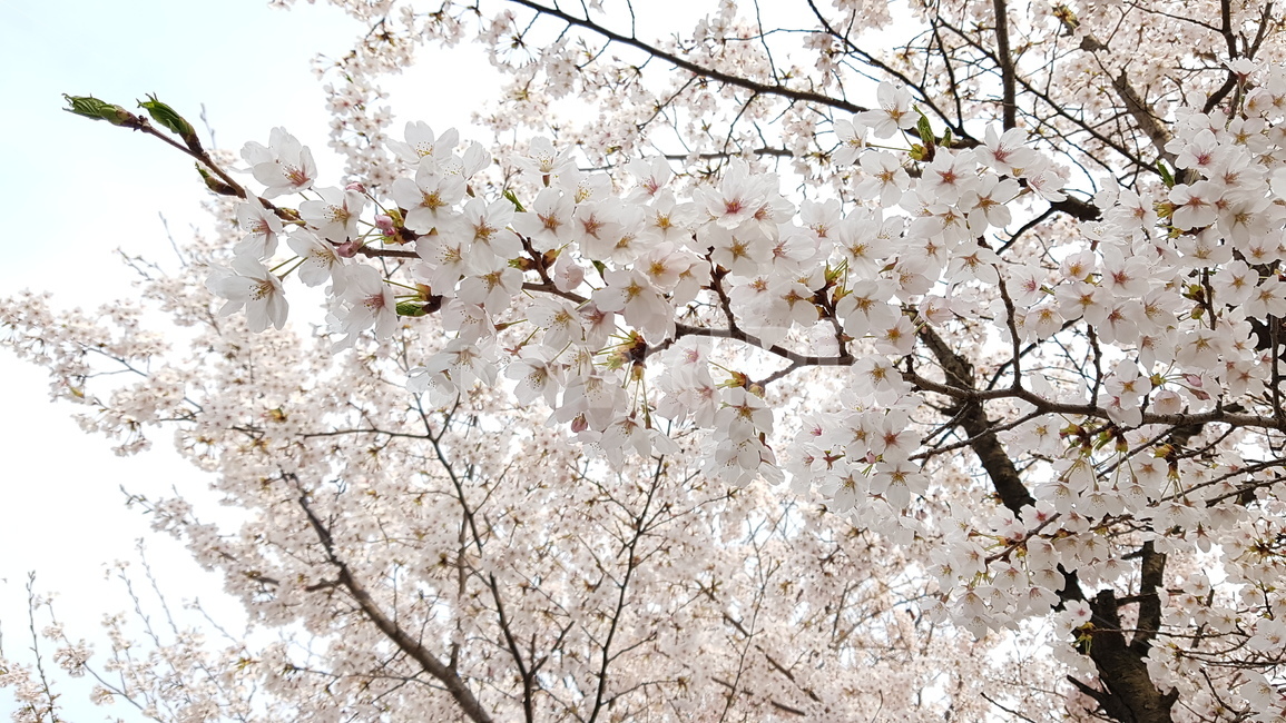 벗꽃,봄,감성,휴식,힐링
