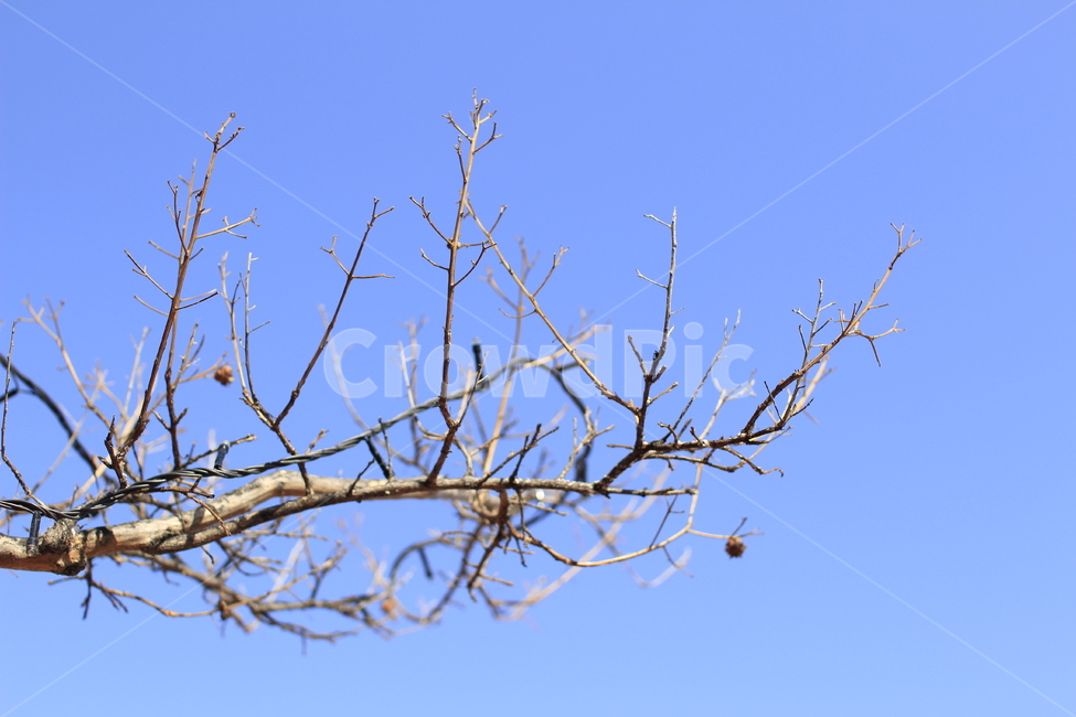 나무,나뭇가지,성장,파란하늘,인생,삶,동해,겨울,계절,winter,season,식물,자연,plants,nature,나무,trees,wood