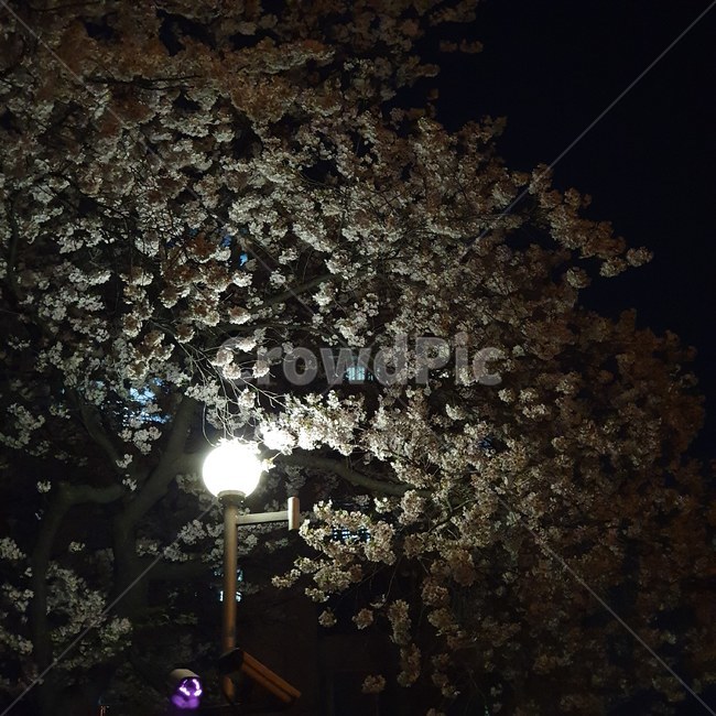 벚꽃,밤,전등,꽃,어둠,자연,감성