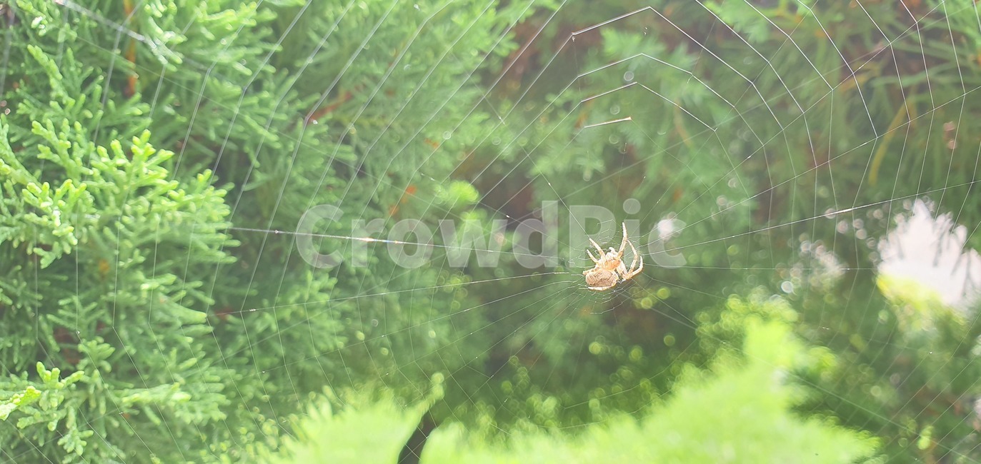 거미,거미줄,곤충,사냥,나무,자연,생물,곤충,벌레,insect,bug