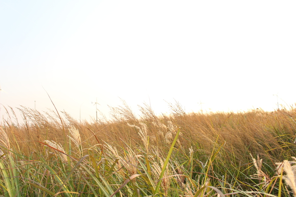 풍경,노을,억새,자연,풀,가을,가을,계절,fall,autumn,season,grass,잔디,plant,식물