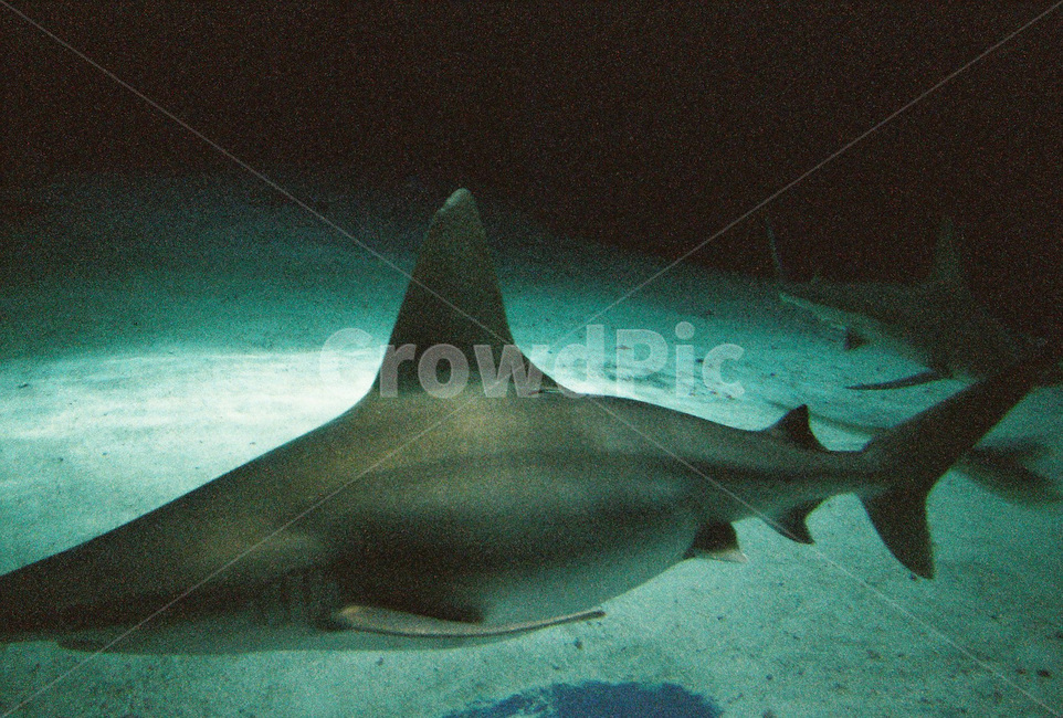 상어,필름카메라,수족관,감성,아쿠아리움,빈티지,동물,animal,어류,물고기,fish