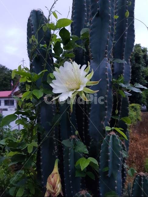 cactusflower,cereusforbesiiflower,cereusflower,선인장꽃,세레우스포베시꽃,선인장,키다리선인장꽃,인내,참음,오래참음,기다림