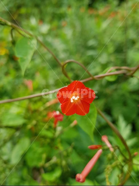 빨강,꽃,식물,한송이,정열,식물,자연,plants,nature,꽃,flower