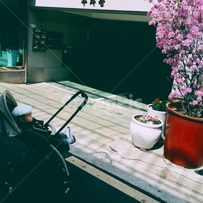꽃,진달래,봄,꽃놀이,아기와꽃,꽃,flower,사람,인물,인간,human,person,영유아,아기,애기,아이,infants,baby